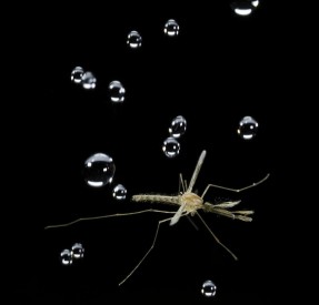 Cara Nyamuk Selamat dari Hantaman Air Hujan