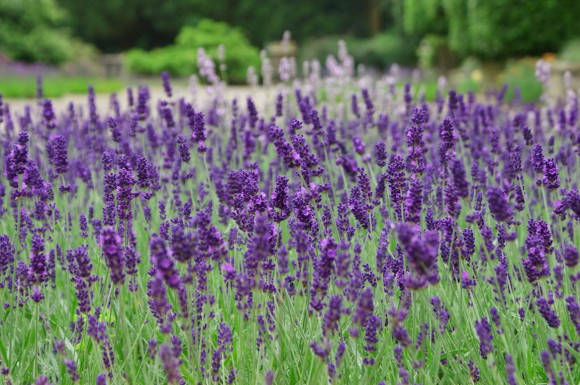 Manfaat Bunga Lavender 