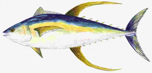 Ikan Sebagai Sumber Penghasil Omega-3 